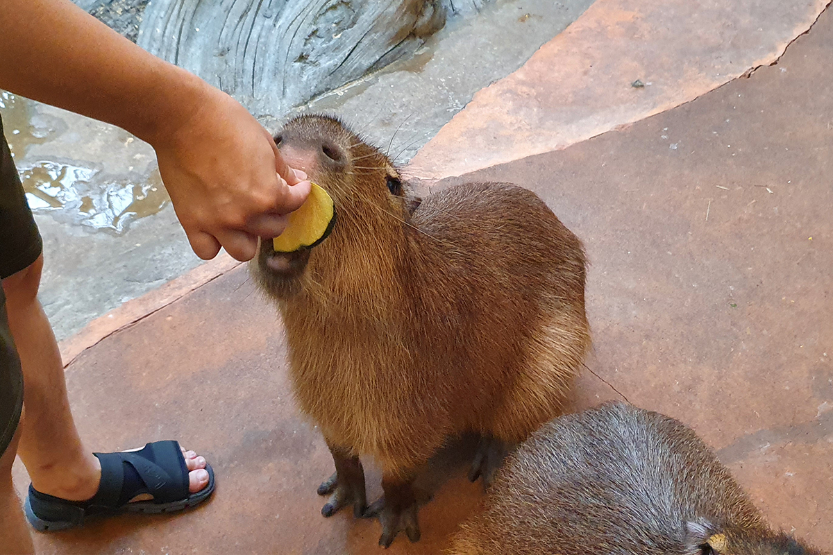 韓国、韓国旅行、韓国観光、韓国地方、大邱、テグ、大邱旅行、アクティビティ、レジャー、スカイジャンプ、写真撮影、チキン