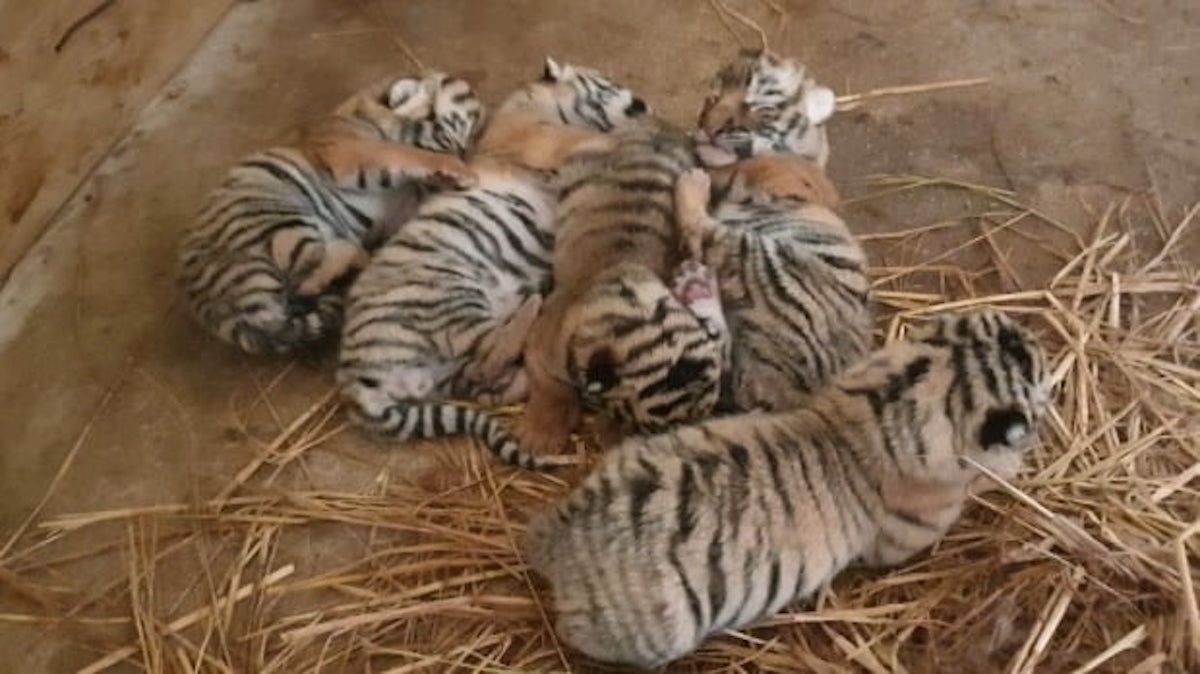 Everland Korea, Korean tiger cubs