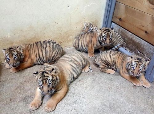 Everland Korea, Korean tiger cubs