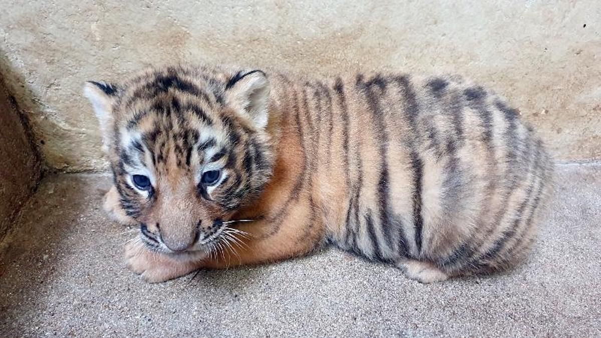 Everland Korea, Korean tiger cubs