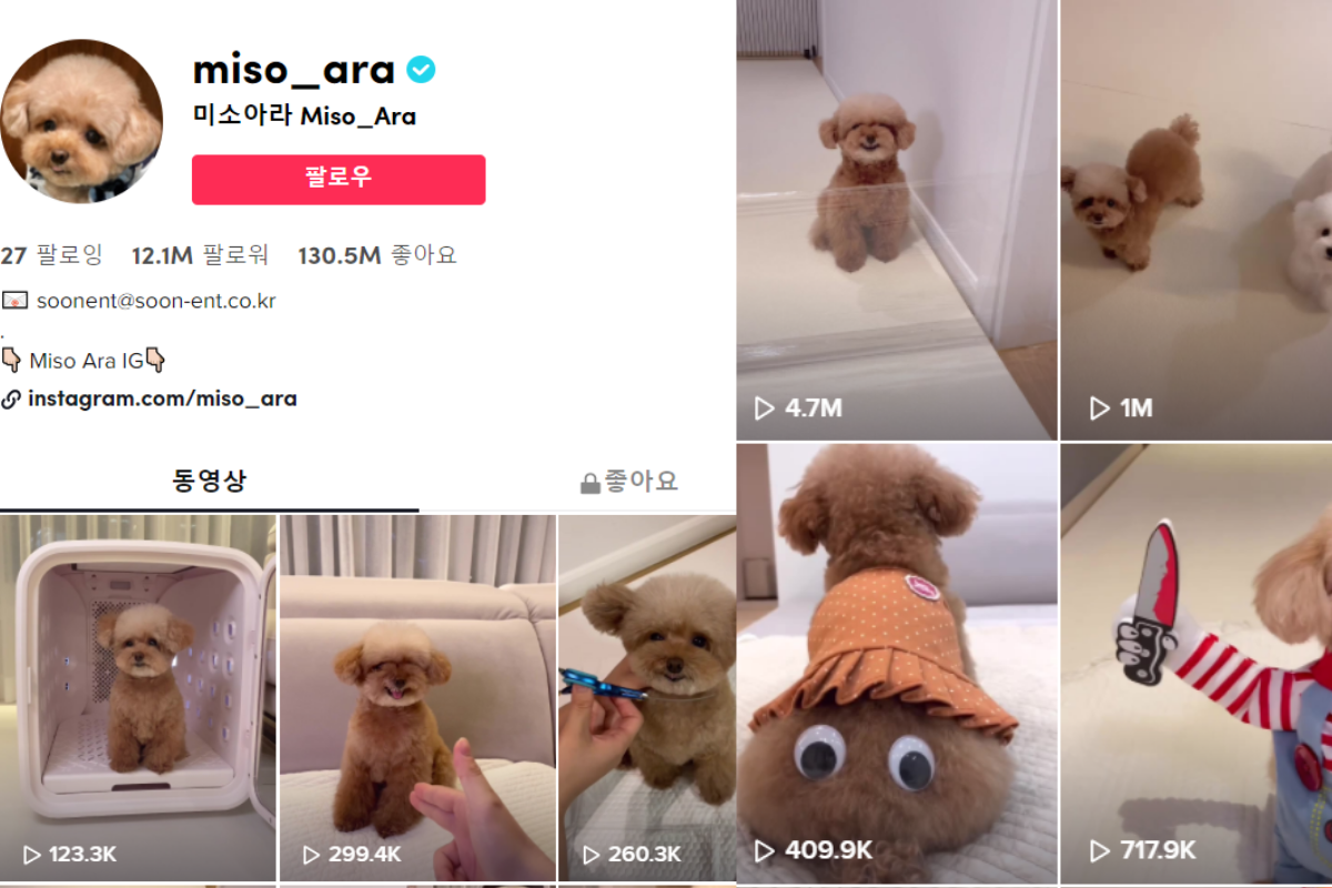 @miso_ara- Top 10 tài khoảng tiktok Hàn Quốc có nhiều người follow nhất