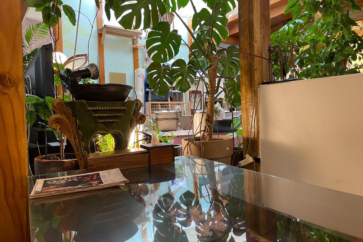 Plants and natural light inside Osegyehyang