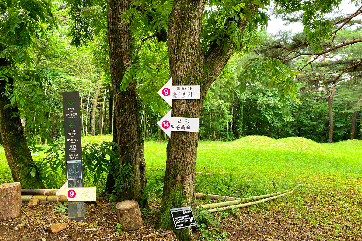 busan korea ahopsan bamboo forest