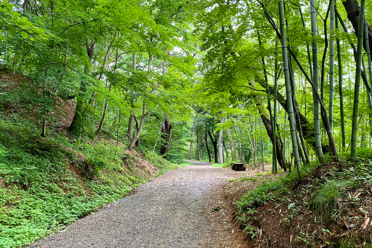 busan korea ahopsan bamboo forest trail