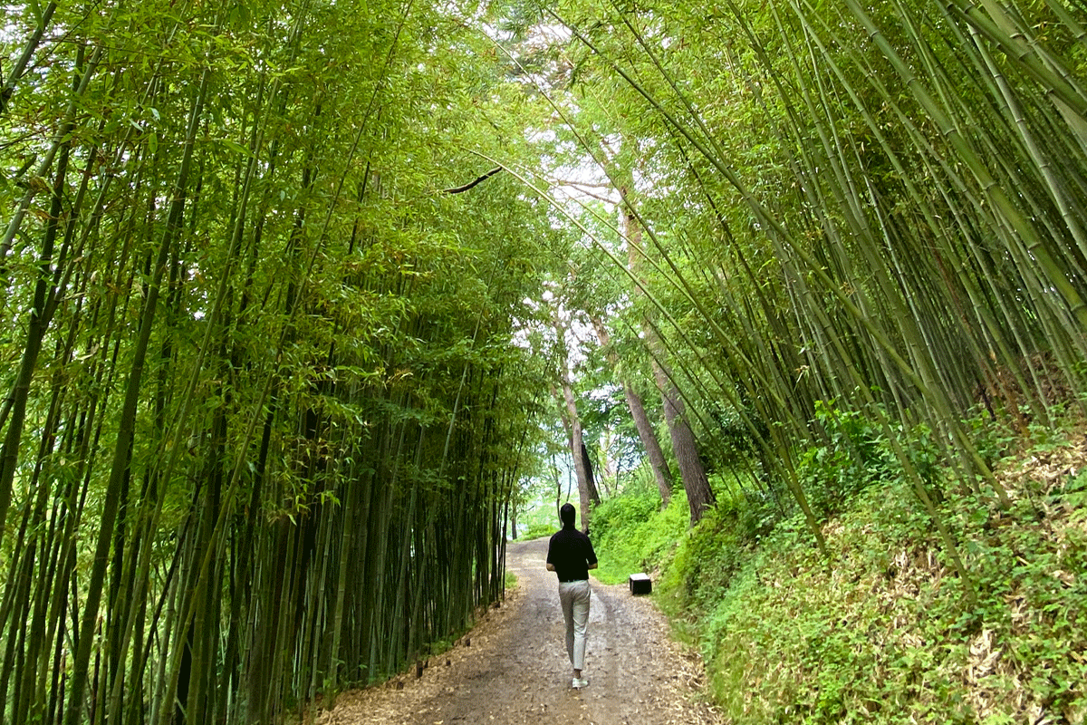 busan korea ahopsan bamboo forest trail