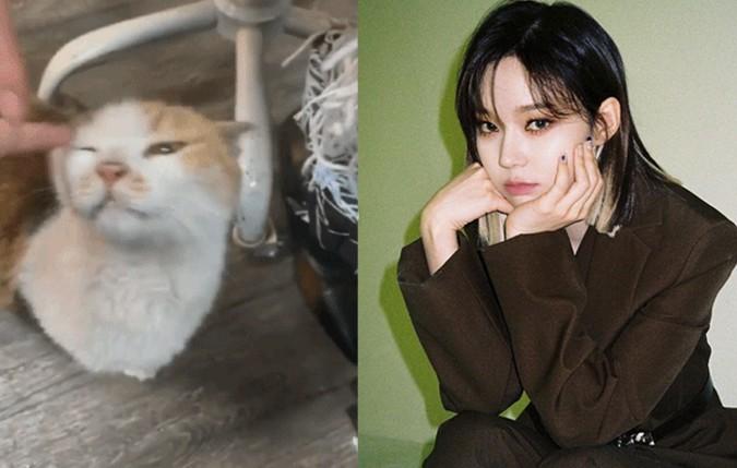 aespaウィンター、猫に続きハムスター虐待論難｢2匹→25匹｣