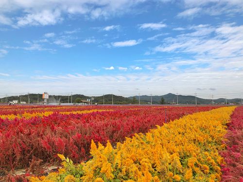 one day tour itinerary, cheorwon gangwondo korea, flower field