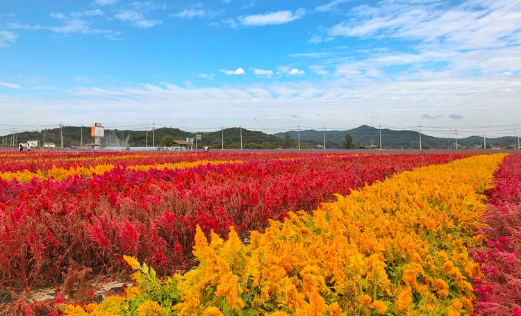 Lịch trình 1 ngày du lịch khám phá Cheorwon, Gangwondo, Hàn Quồc