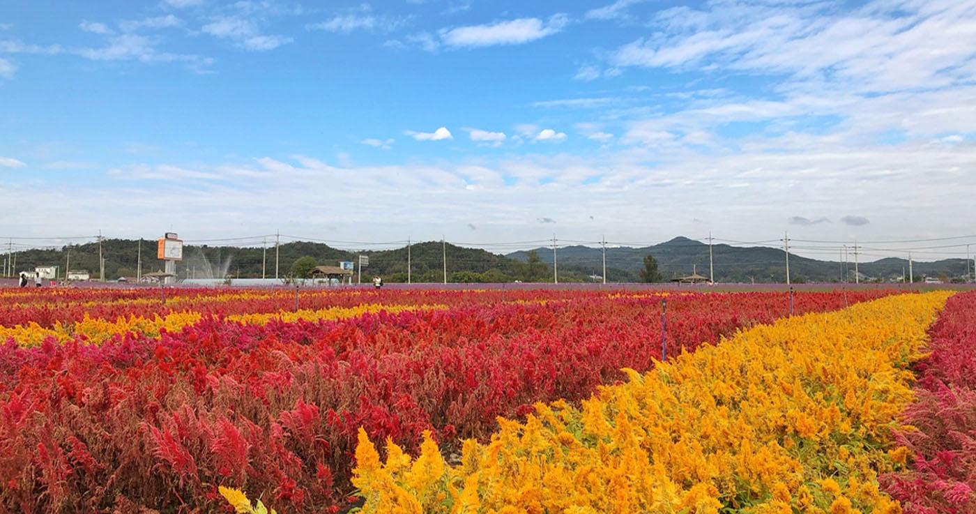 วันเดย์ทริปที่ชอลวอน คังวอนโด