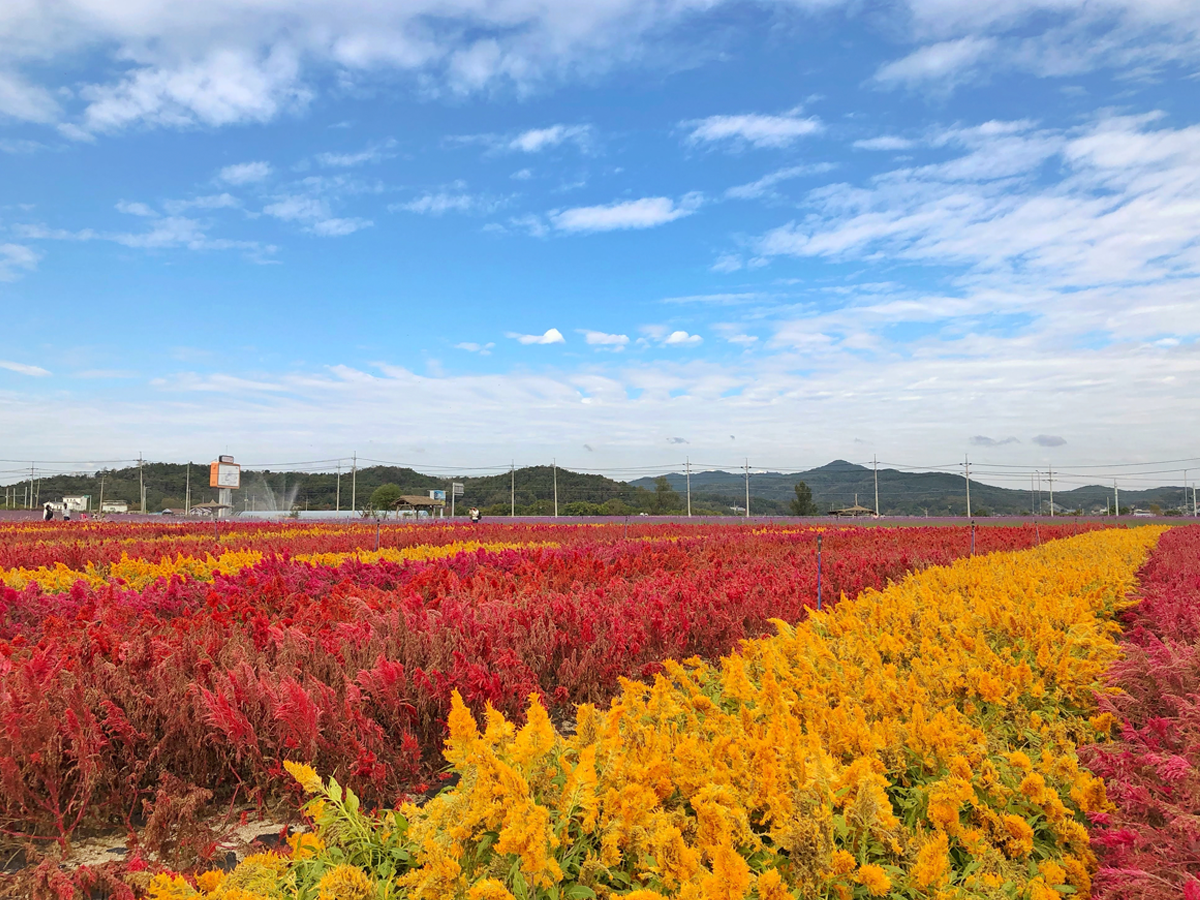 one day tour itinerary, cheorwon gangwondo korea, goseokjeong flower field