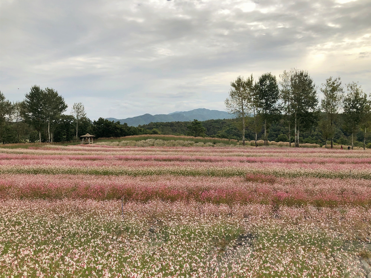 one day tour itinerary, cheorwon gangwondo korea, goseokjeong flower field