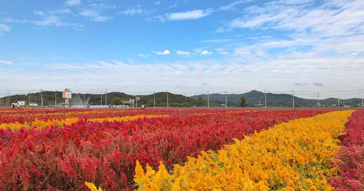 Explore Gangwondo | A One Day Trip To Cheorwon