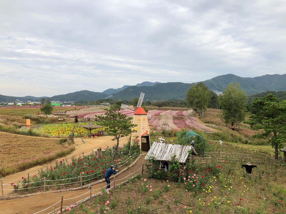 one day tour itinerary, cheorwon gangwondo korea, goseokjeong flower field