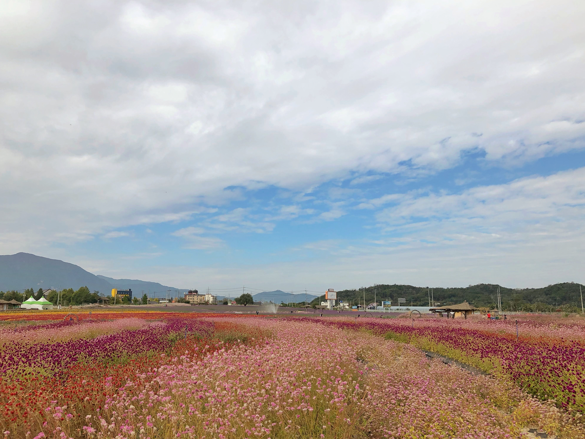 one day tour itinerary, cheorwon gangwondo korea, goseokjeong flower field