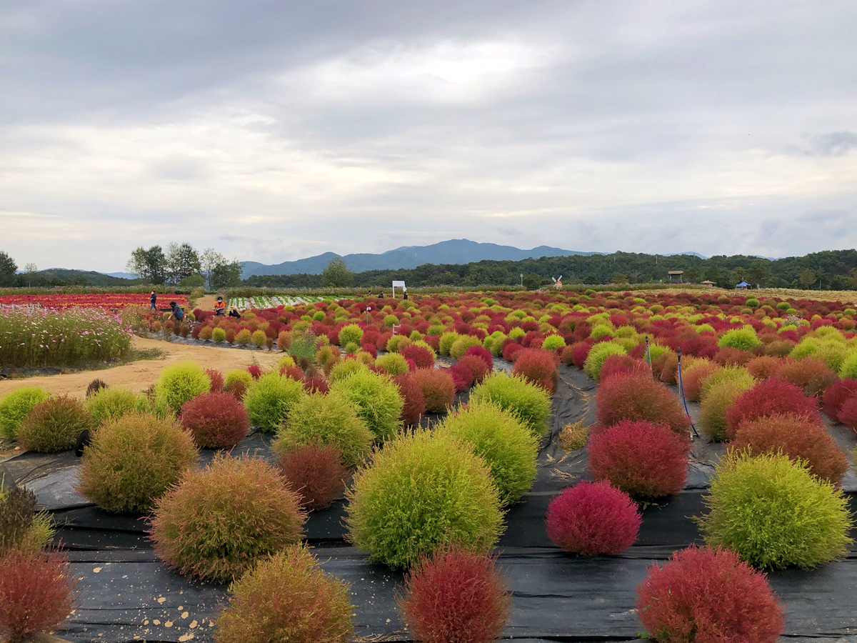 one day tour itinerary, cheorwon gangwondo korea, goseokjeong flower field, kochia flower