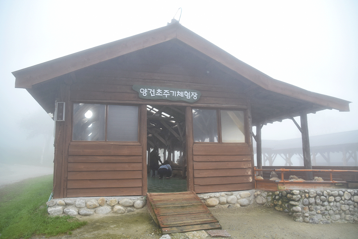 韓国、韓国旅行、韓国観光、江原道、カンウォンド、アクティビティ、異色旅行、リュージュ、博物館、民俗村、江陵、カンルン