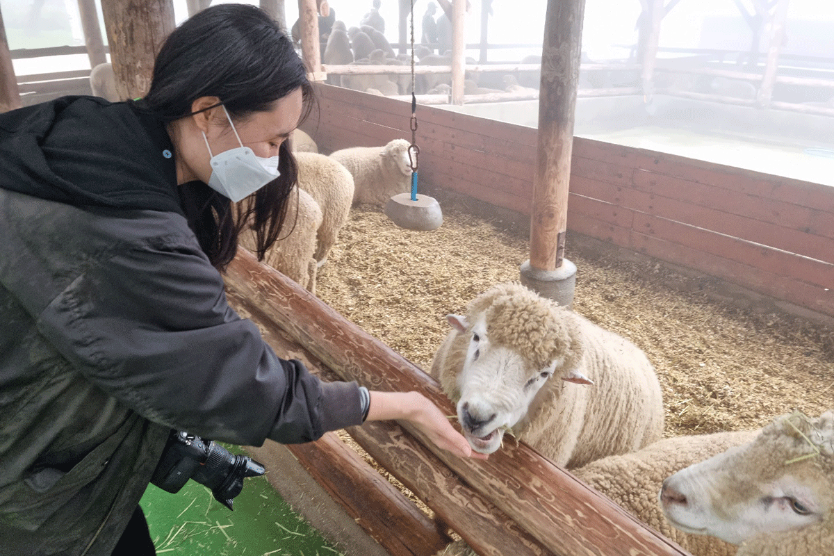 韓国、韓国旅行、韓国観光、江原道、カンウォンド、アクティビティ、異色旅行、リュージュ、博物館、民俗村、江陵、カンルン