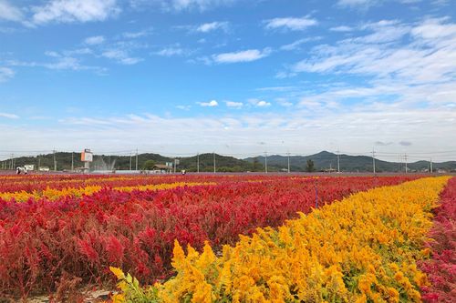 韓国、韓国旅行、韓国観光、江原道、カンウォンド、春川、チュンチョン、鉄原、チョルウォン、三陟、サムチョク、原州、ウォンジュ、韓国紅葉、紅葉スポット、写真