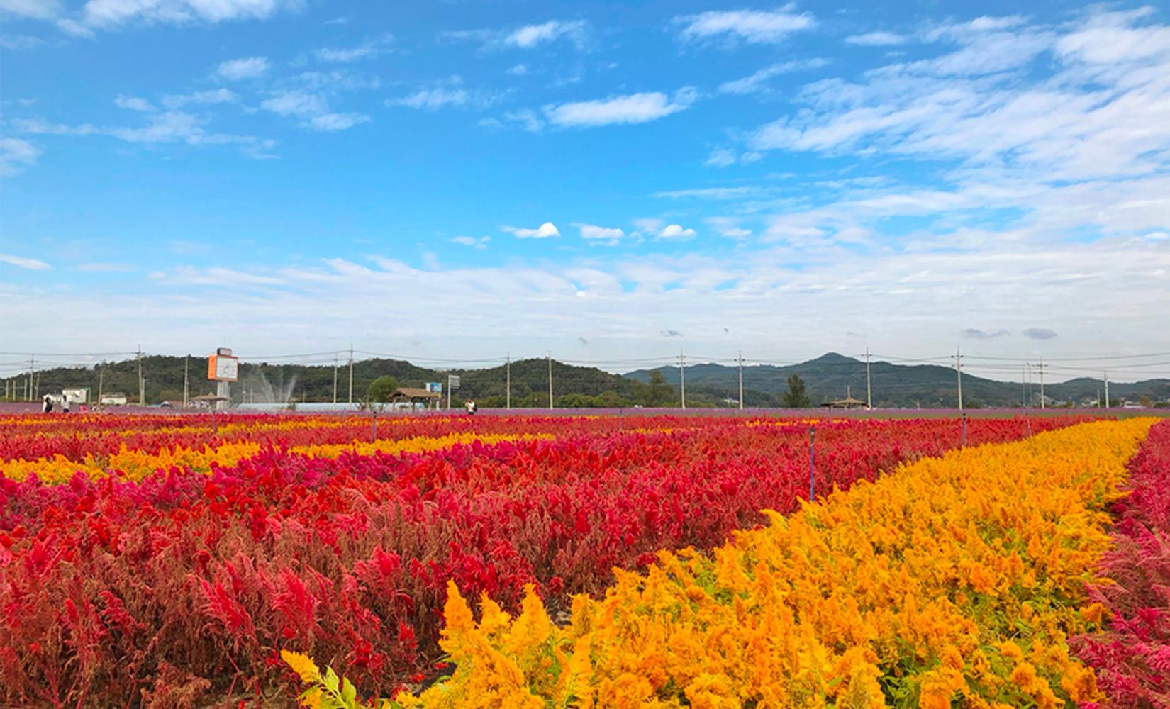 江原道秋天景點總整理