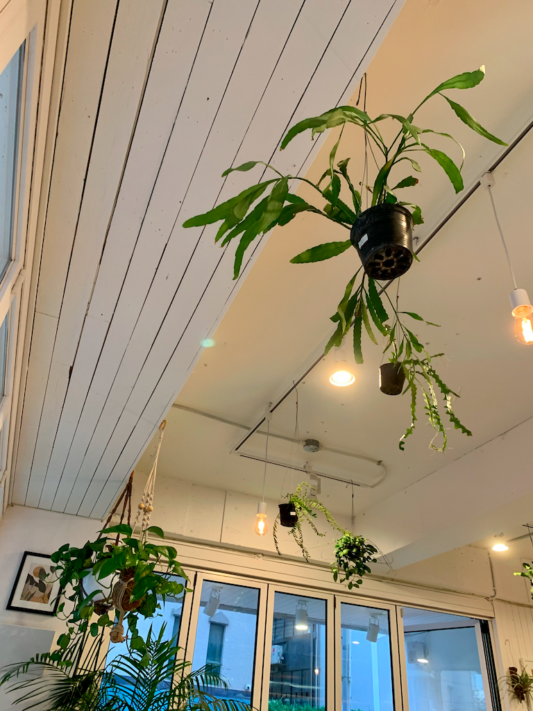 Creatrip: Plant Hongdae | Delicious Vegan Restaurant In Seoul - Seoul ...