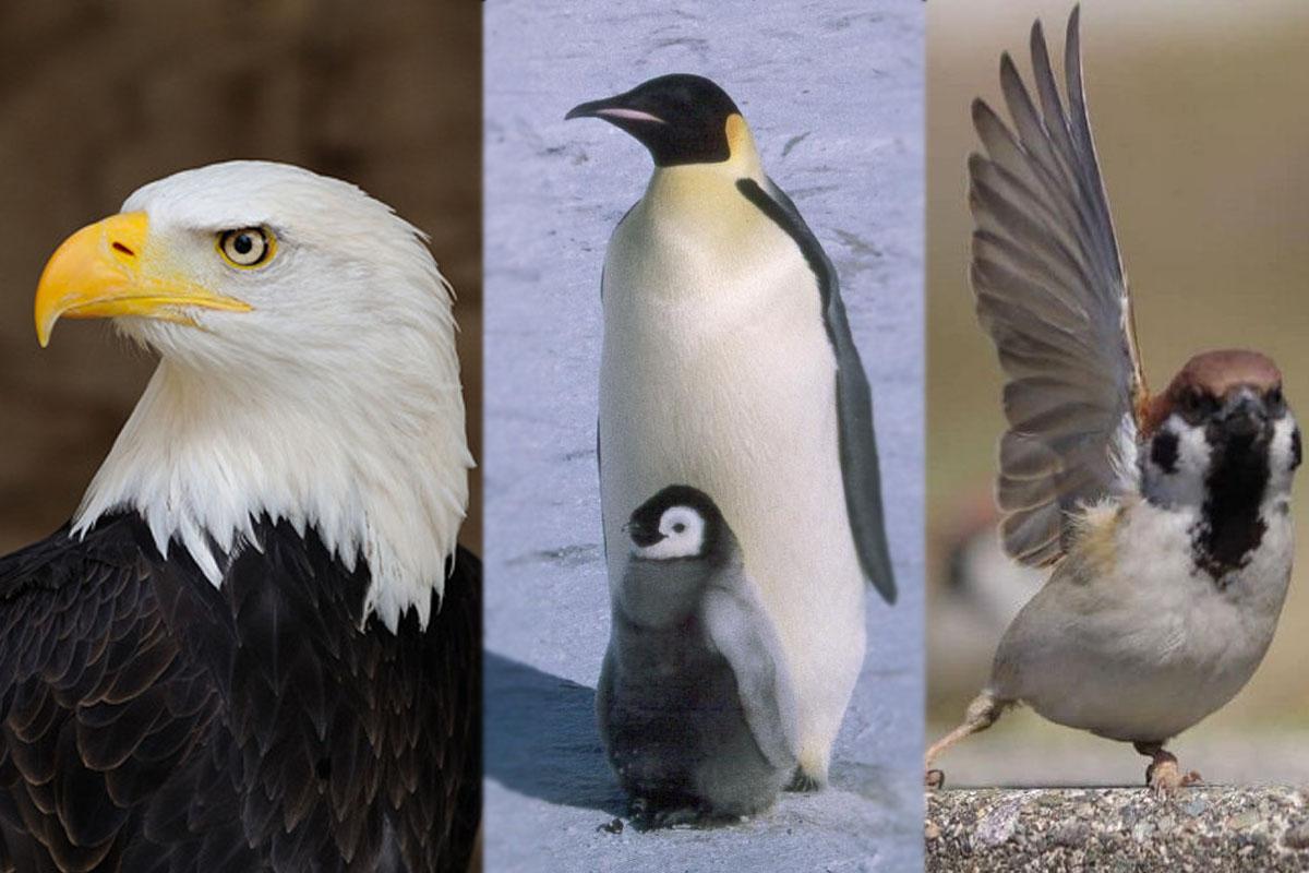 Types of birds
