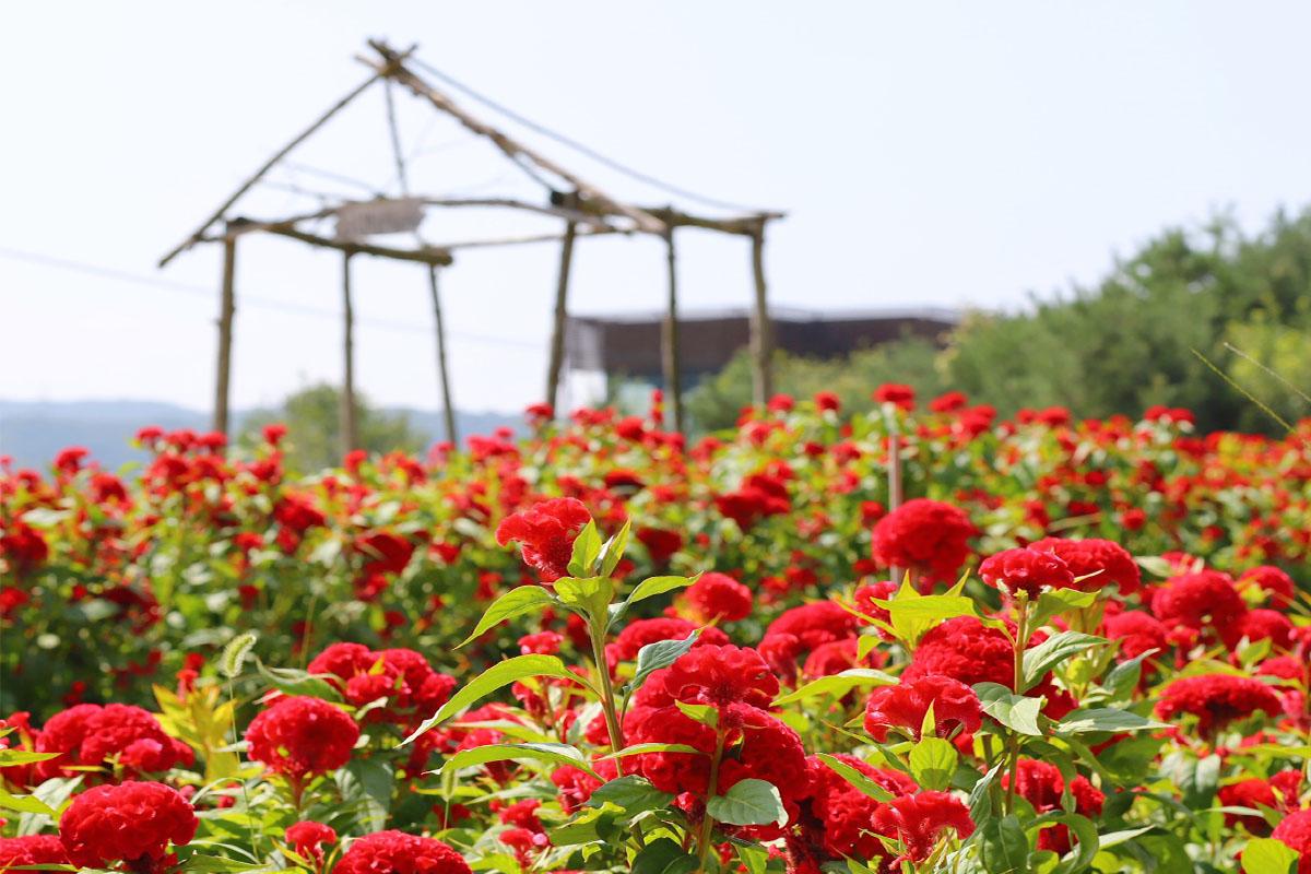 地道的花园景色，拥有色彩艳丽的花卉展示，吸引游客拍照留念。