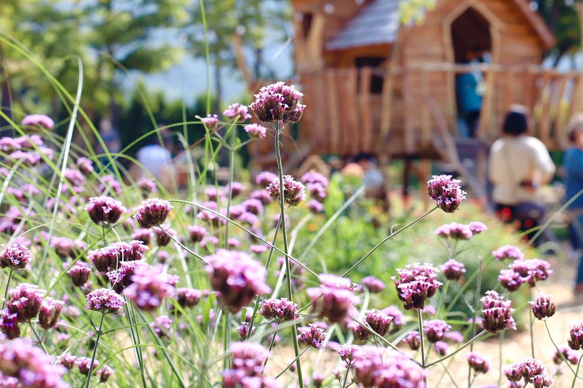 ガーデン内に咲く紫色の花々が自然光に照らされる情景、背後に木製の構造物が見える