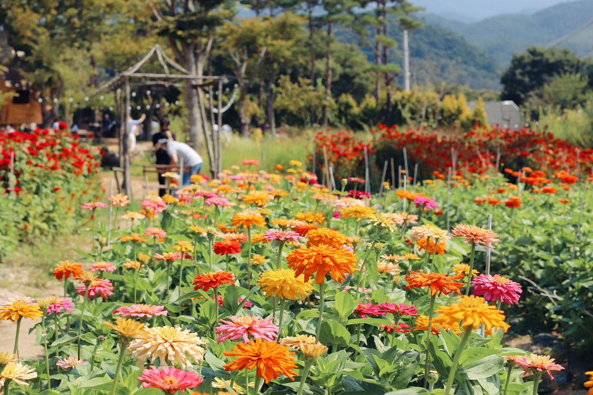 色とりどりの花々が満開のガーデン、訪問者が散策している様子、背景には木々と丘陵地が広がる