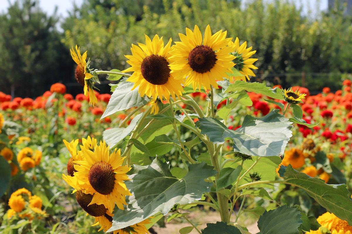 夜间花园中树屋被灯光照亮，展现除了日已外不同的风景，为游客提供别样体验。