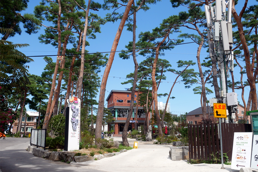 江陵市內的一個公園區域，長滿松樹，背景有建築物。