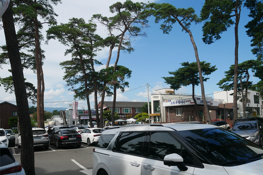 江陵市內排列整齊的車輛，背景有多層樓建築和松樹。