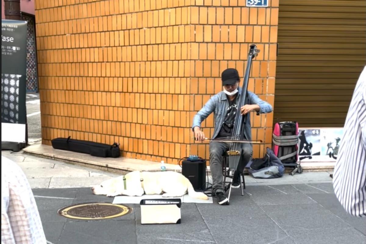 Joueur de violoncelliste de rue à Insadong, Séoul, avec un chien blanc reposant à côté, ajoutant une touche pittoresque à l'atmosphère animée de la rue.