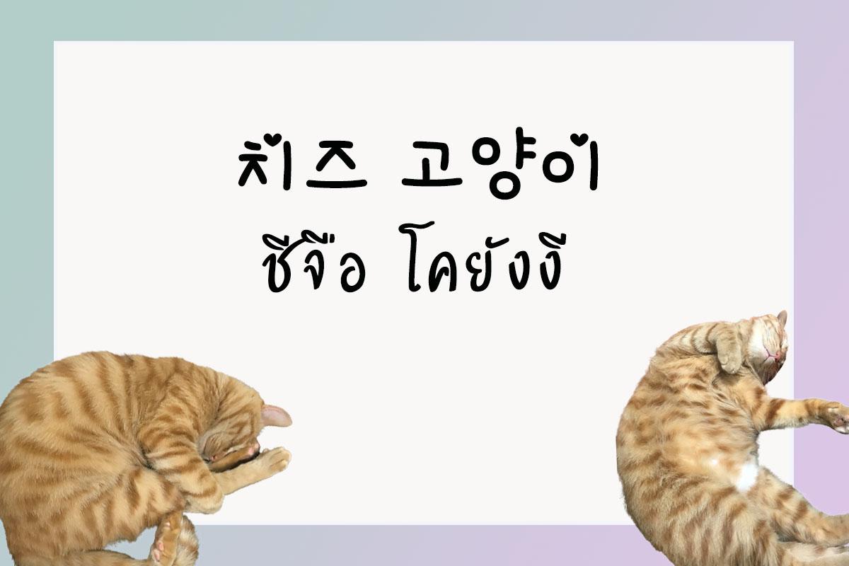 แมว ภาษาเกาหลี