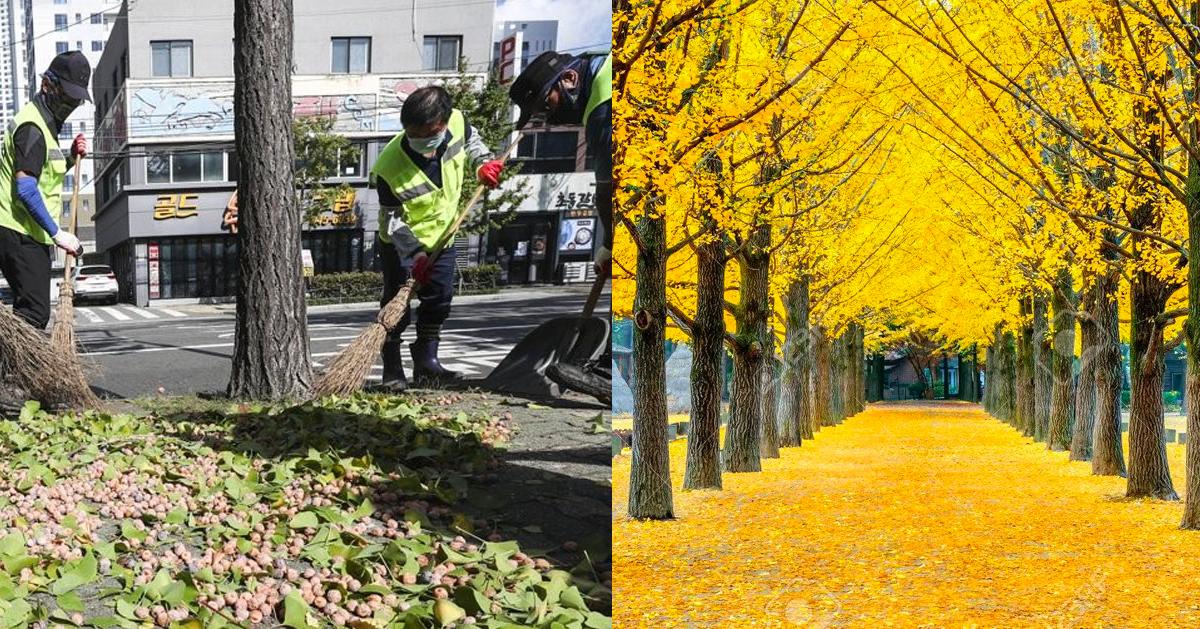为何韩国有那么多银杏？