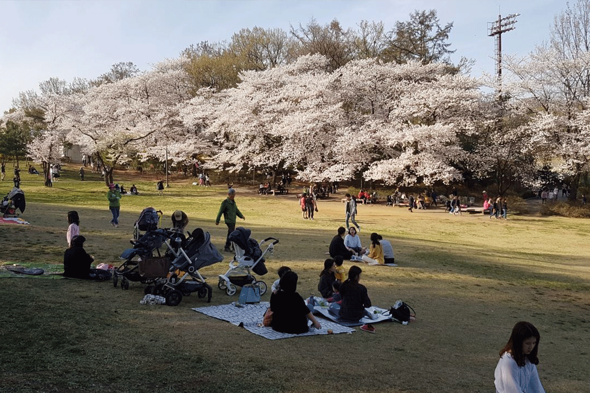 桜が美しく咲く子供大公園でのピクニックの様子。
