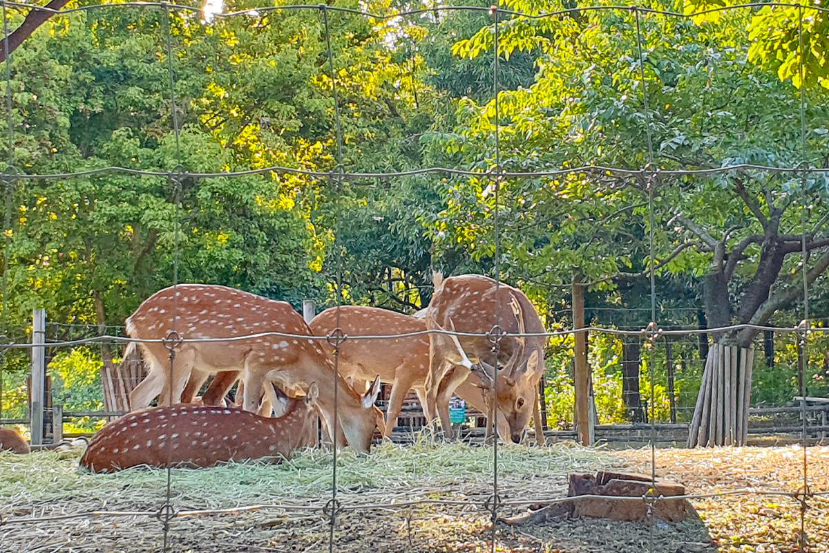 ソウルの森で鹿が草を食べる平和な風景。