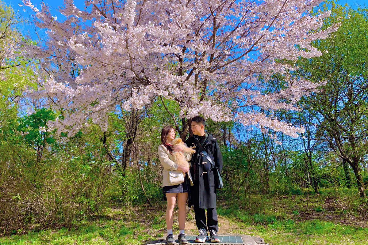 couple posing in front of blooming cherry tree with dog