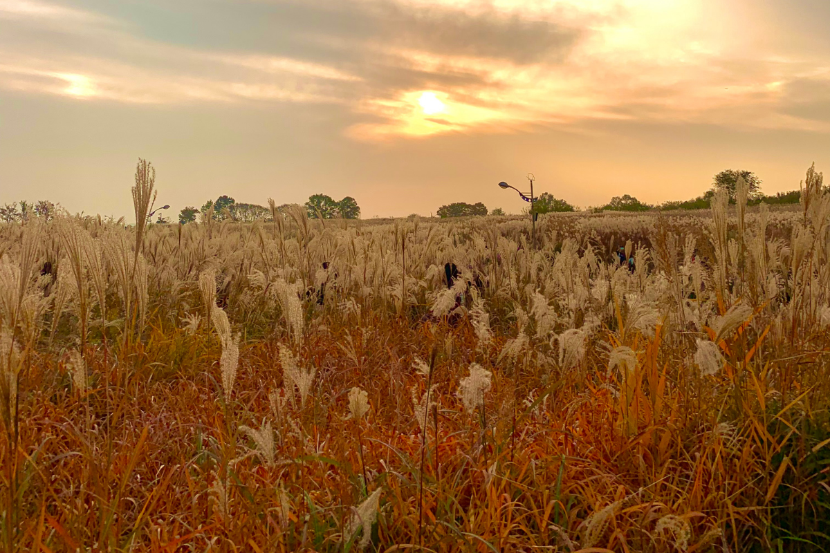 silver grass at Haneul Park