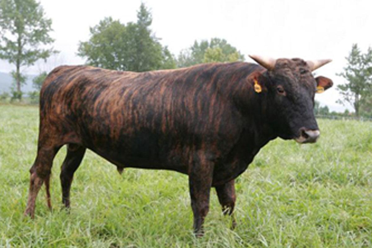 เนื้อวัวเกาหลี