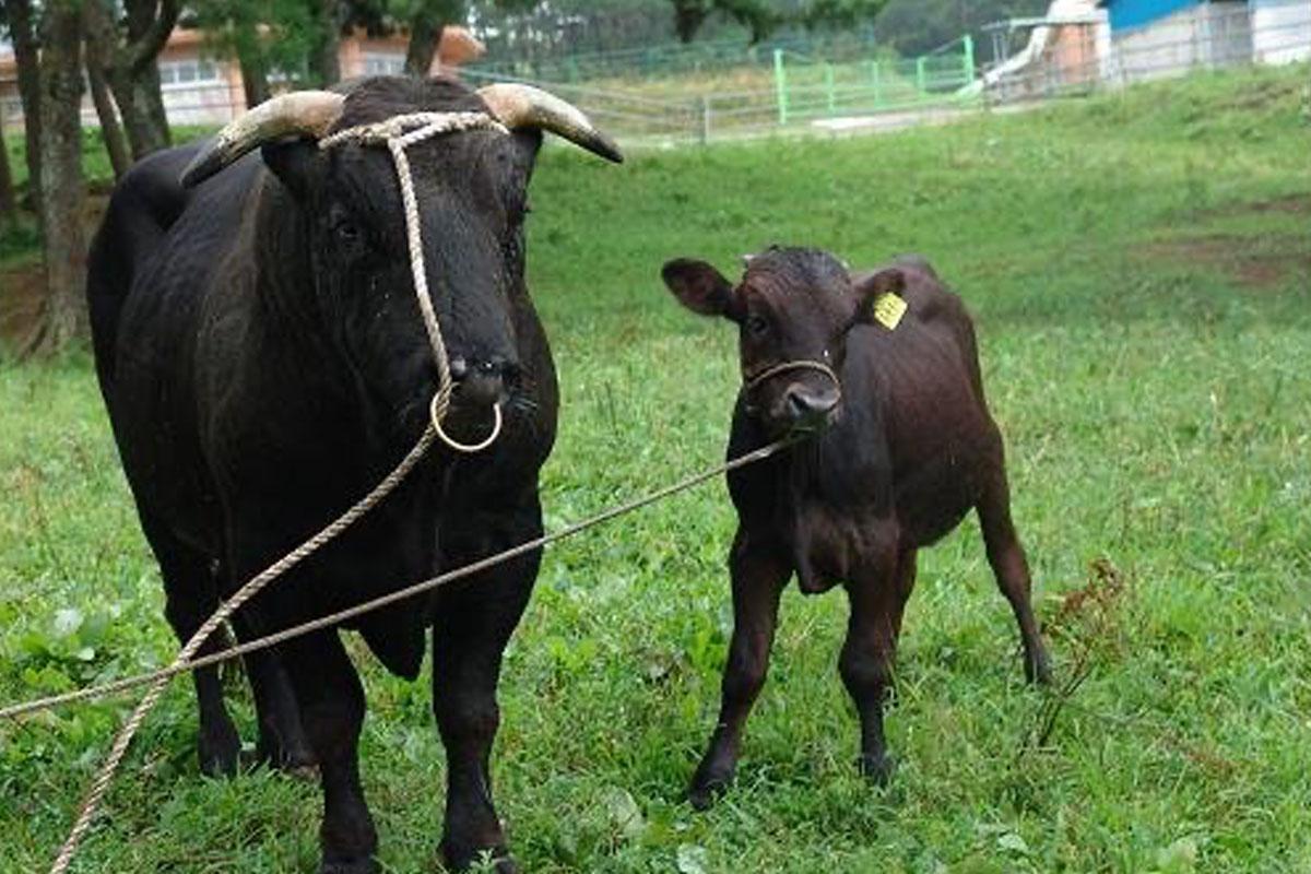 เนื้อวัวเกาหลี