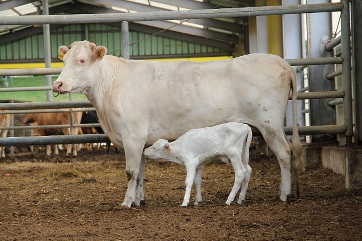 เนื้อวัวเกาหลี