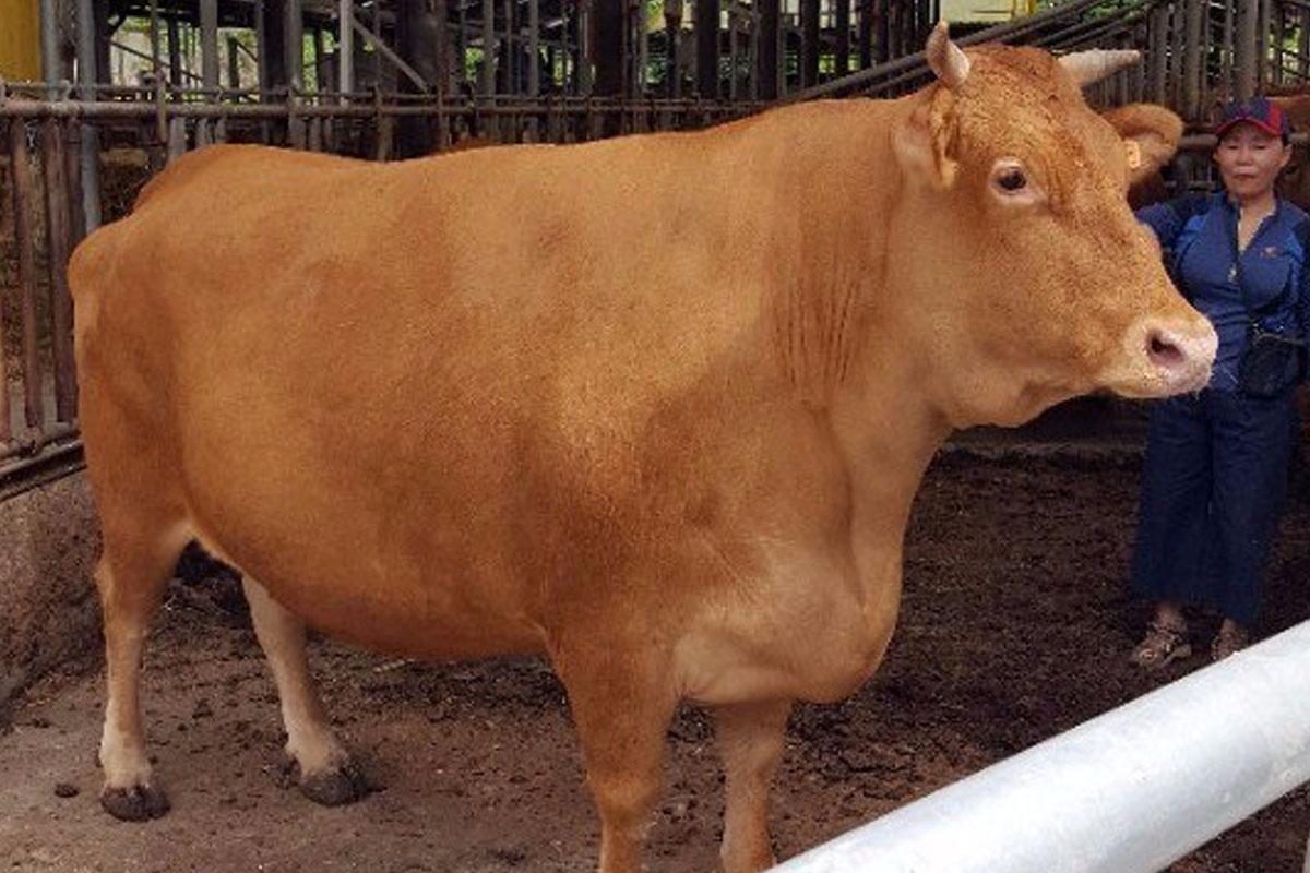 เนื้อวัวเกาหลี