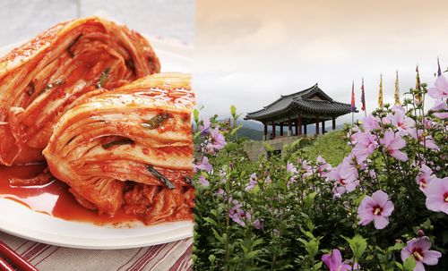 symbols of korea, kimchi, mugunghwa flower