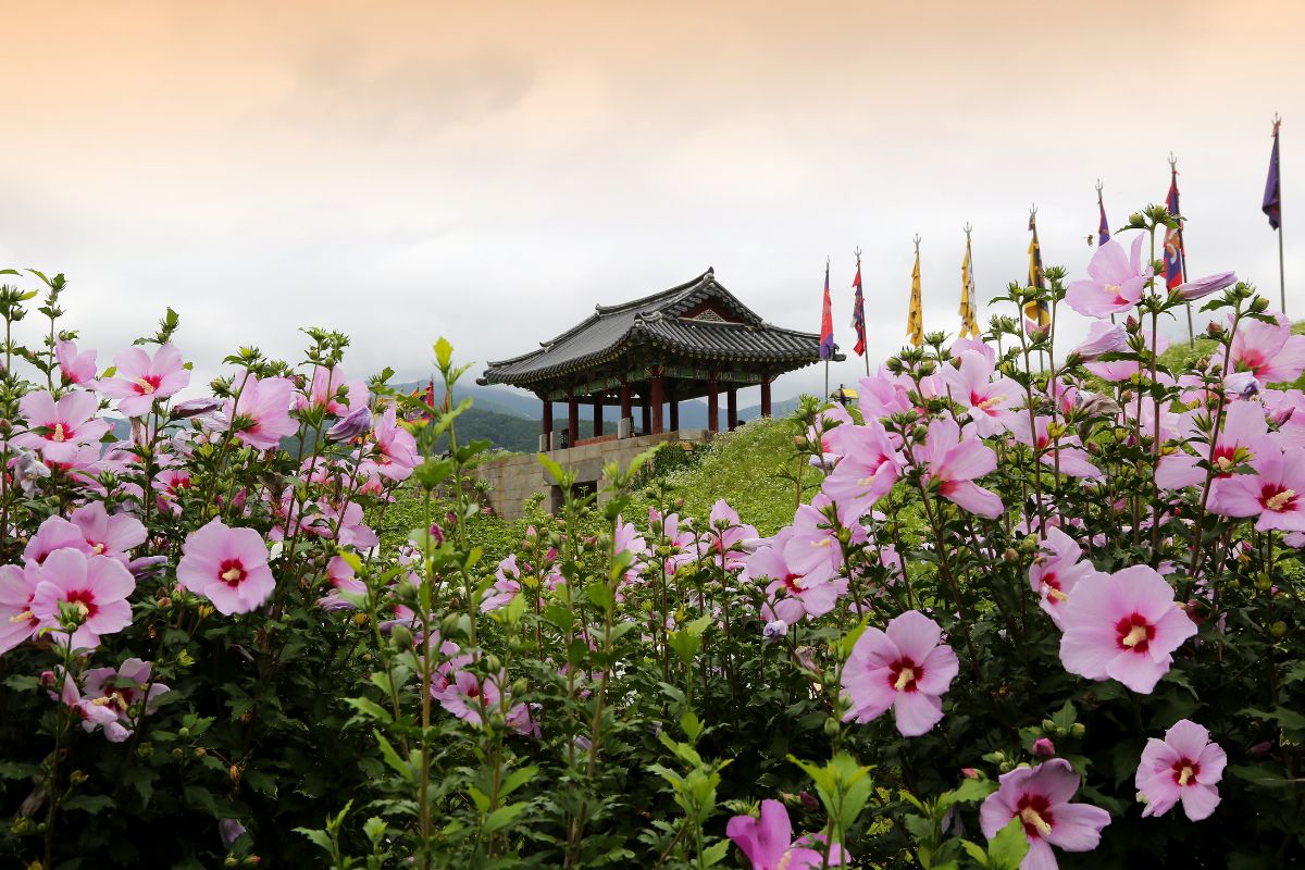 symbols of korea, mugunghwa flower, hibiscus, rose of sharon