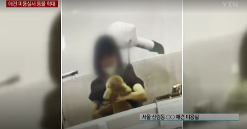dog grooming salon in seoul, animal abuse