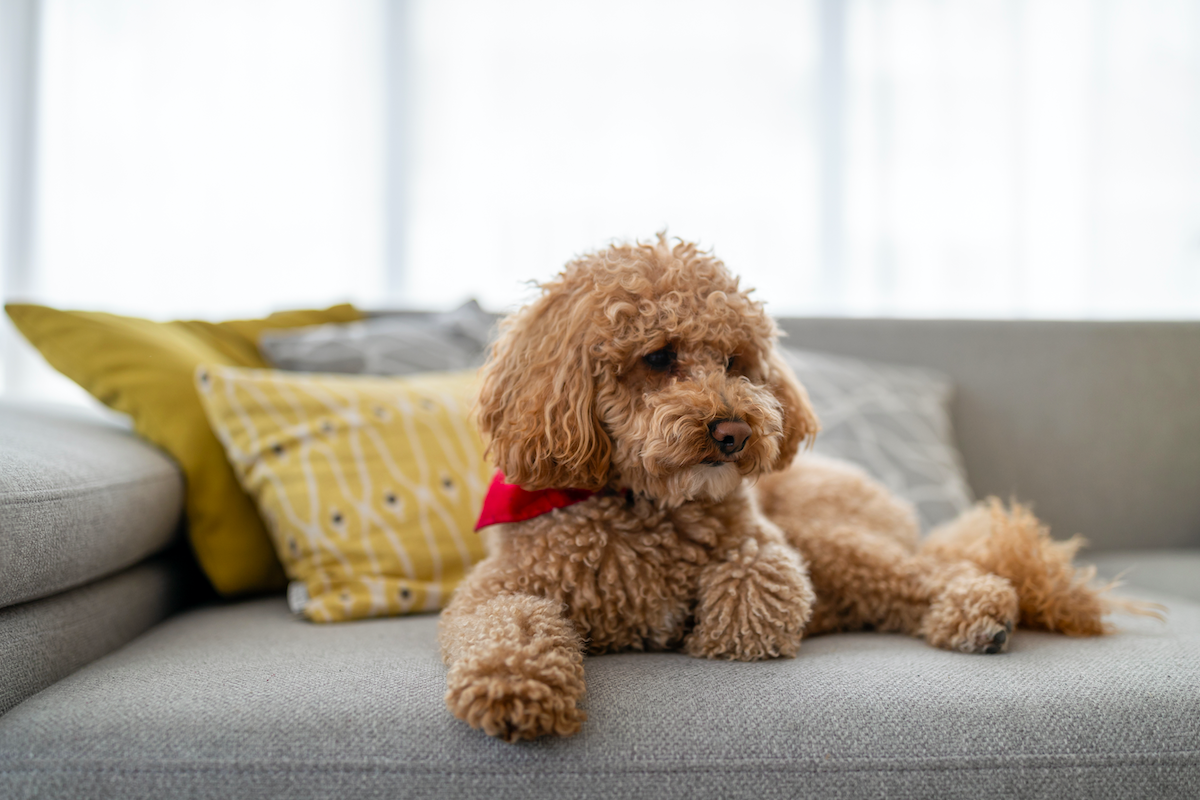 brown poodle dog on couch