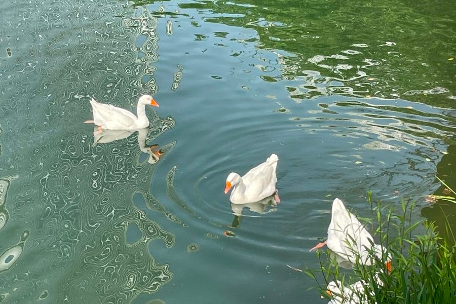 蠶室 石村湖 2025