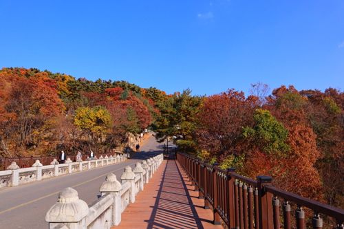 Creatrip 大邱のおすすめ紅葉スポット