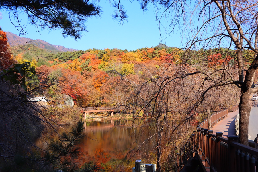 韓國 大邱 賞楓