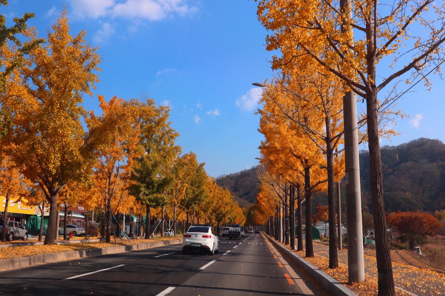 ใบไม้ร่วงเกาหลี